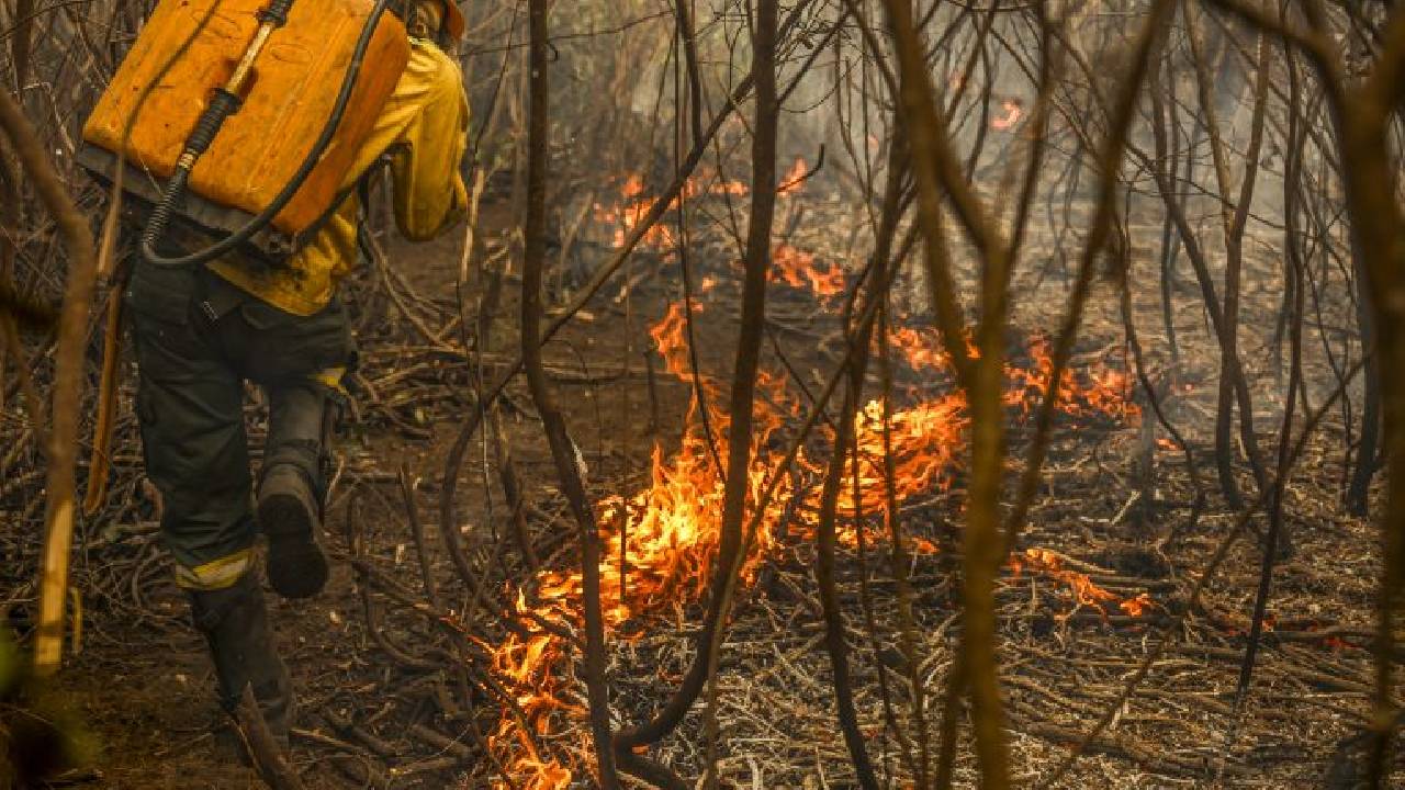 Projeto cria figura do “boi bombeiro” na prevenção de incêndios no Pantanal