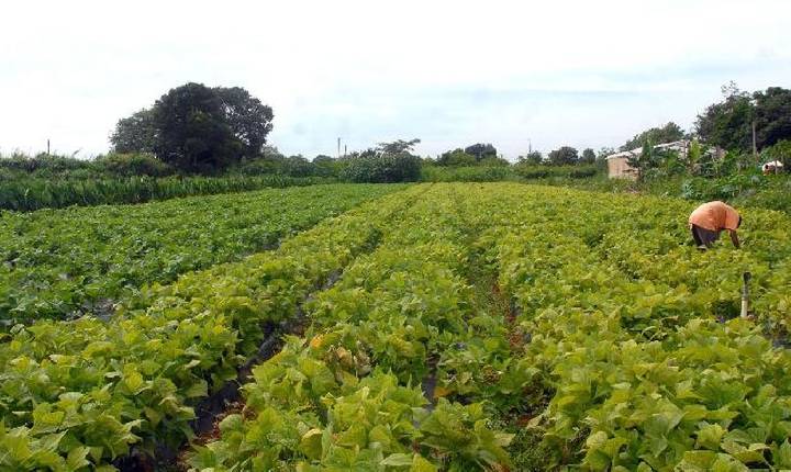 Segurança alimentar e povos indígenas têm R$ 64,3 milhões em crédito