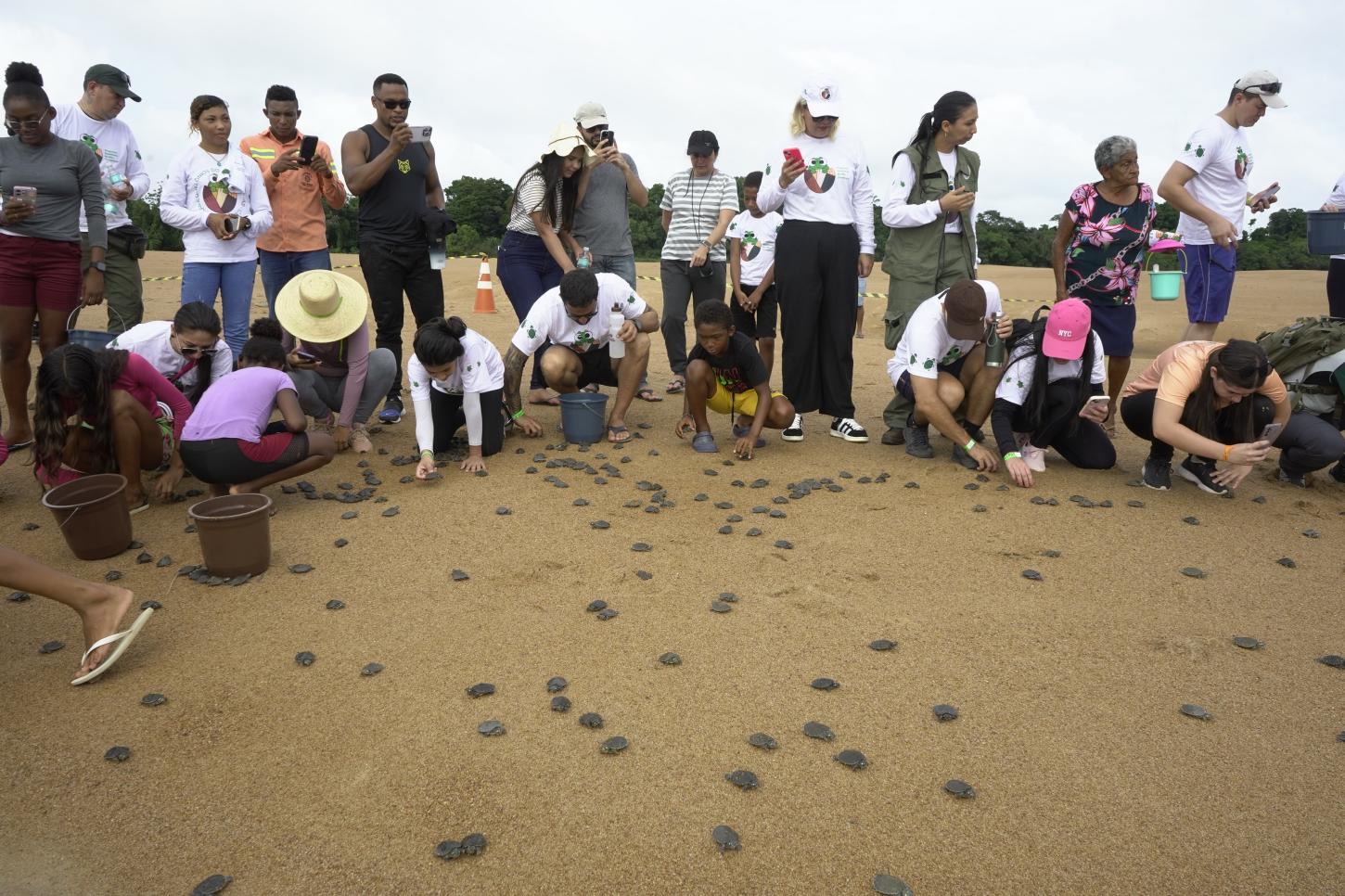 Cerca de 15 mil tartarugas-da-amazônia são soltas em Oriximiná