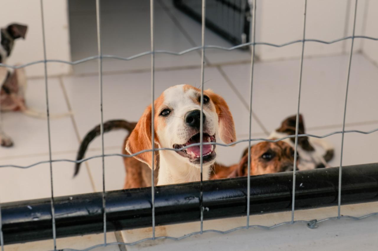 Prefeito de Terra Santa anuncia construção de Centro de Acolhimento Animal com projeto já pronto para licitação